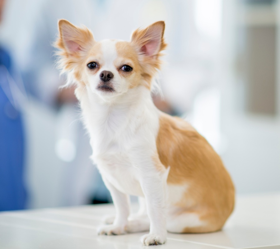 A chihuahua is sitting on the examination table at the vet's offic