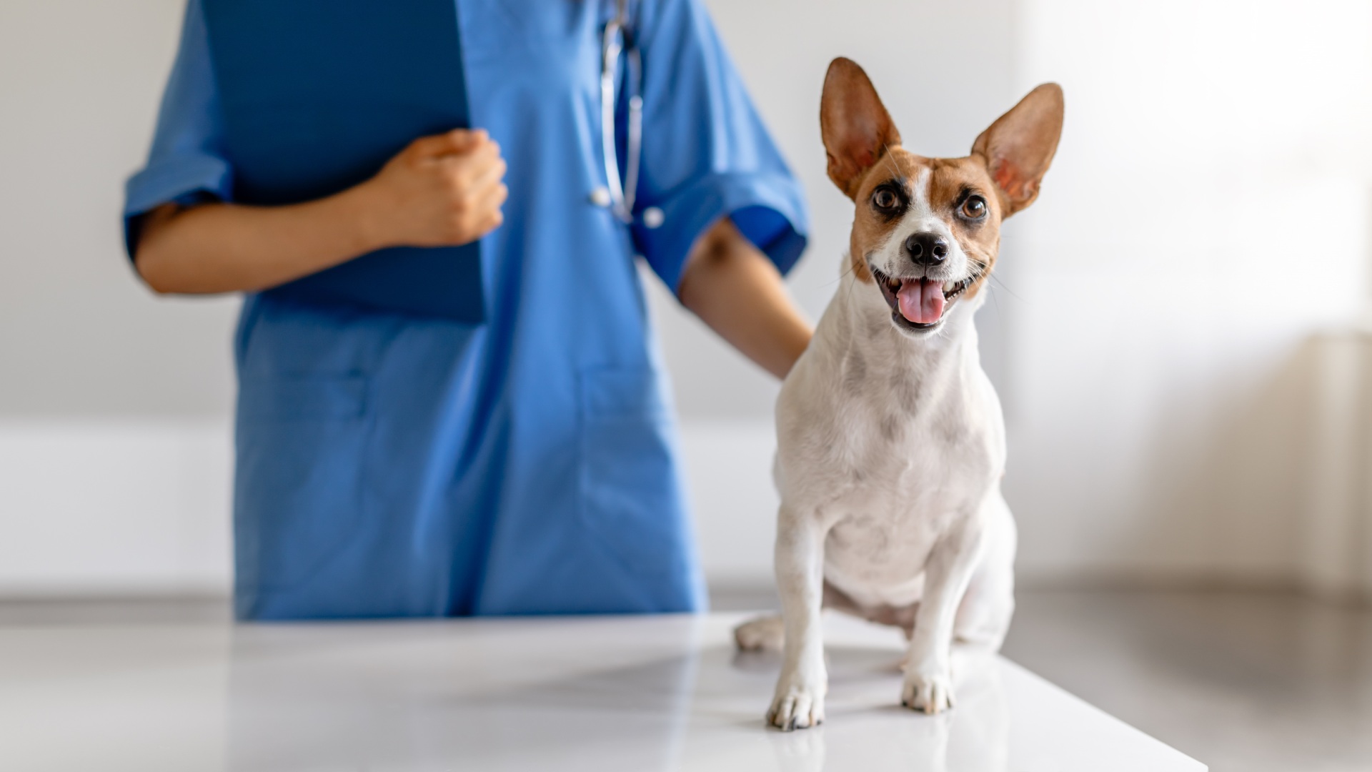 banner-1 Happy dog sitting on a veterinary exam table with a vet