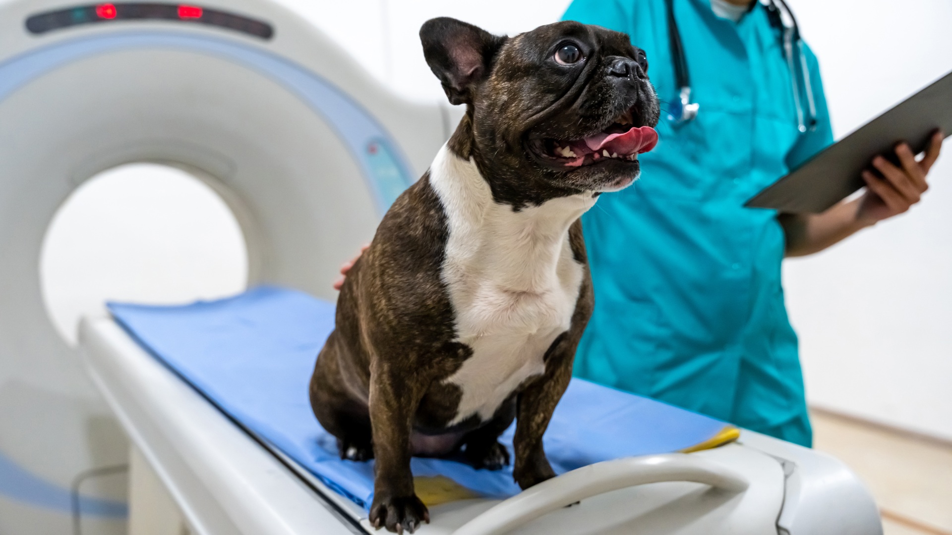 banner-img-1 Brindle French Bulldog sitting on a CT scan table with a veterinarian