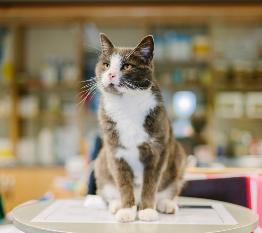 Black and white cat sitting on a veterinary exam table in a clinic
