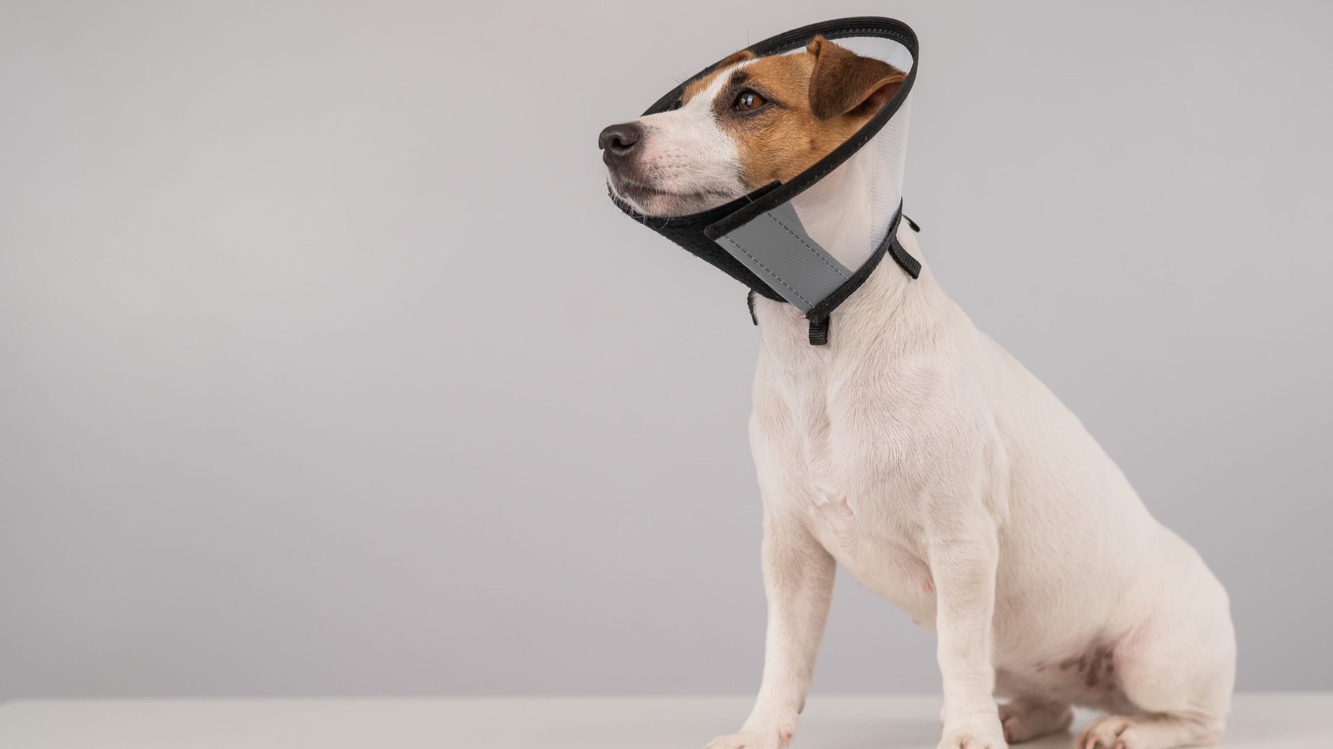 pet-spay-neuter-image3 (1) Jack Russell Terrier sitting on a table wearing a protective cone collar after a medical procedure