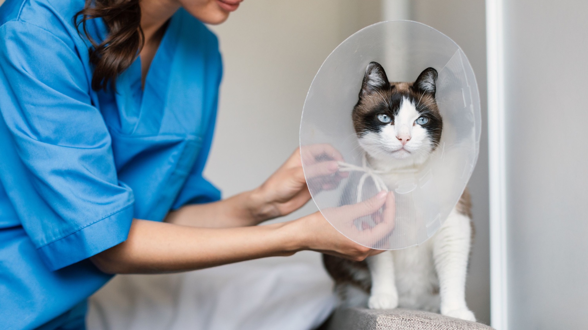 pet surgery image5 (1) Veterinarian in blue scrubs adjusting an e-collar on a cat after surgery