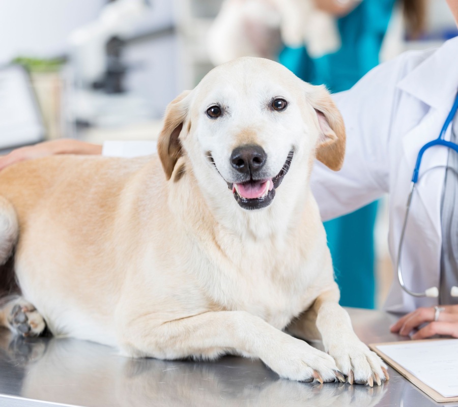 Smiling Labrador Retriever lying on a veterinary exam table with a veterinarian