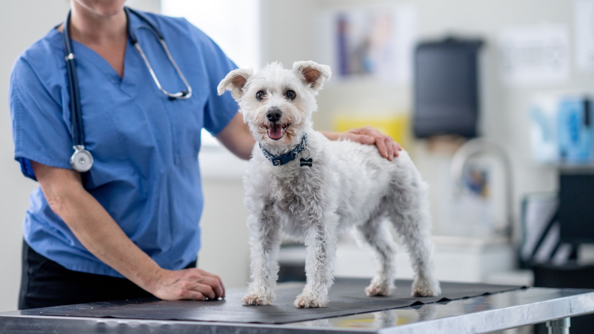 pet wellness image5 (1) Happy small white dog standing on an exam table at a veterinary clinic