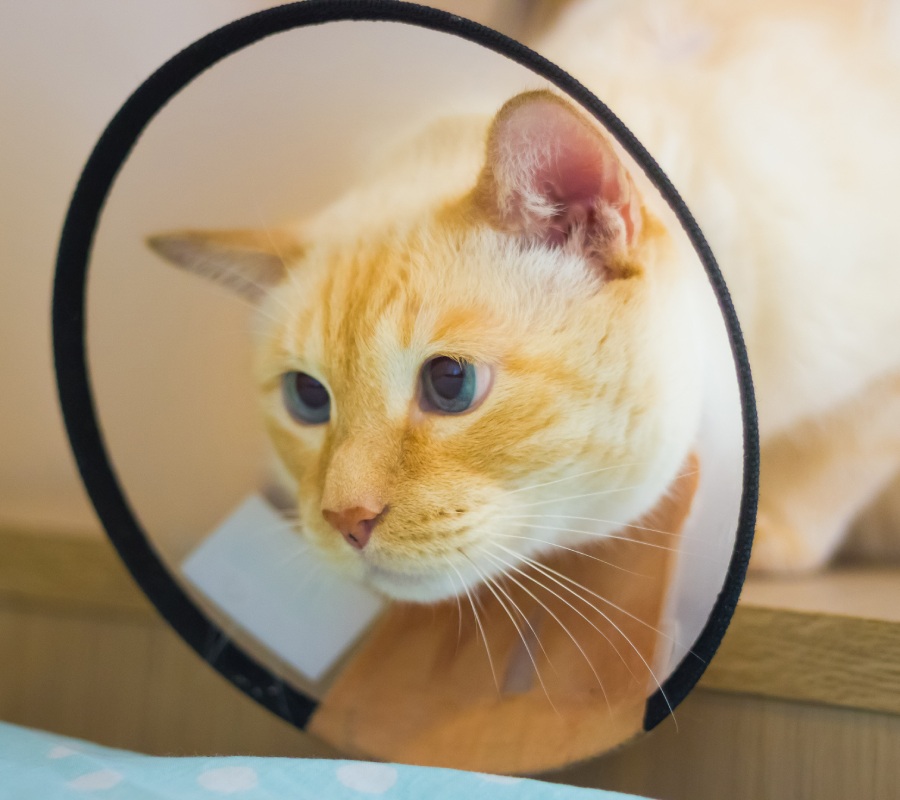 Orange tabby cat wearing a protective cone collar