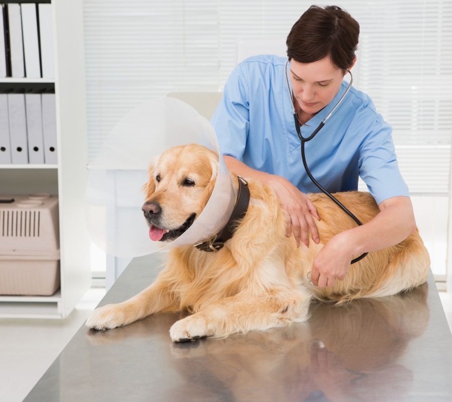 Veterinarian examining a Golden Retriever wearing an e-collar on a stainless steel exam table