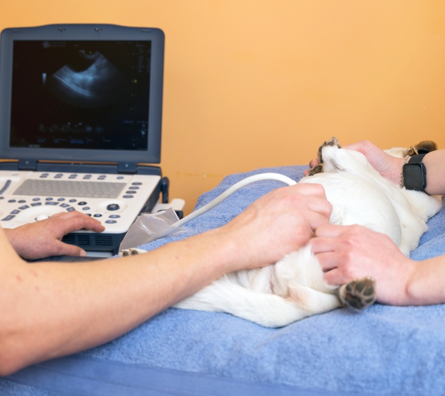 Veterinarian performing an ultrasound on a pet lying on a table