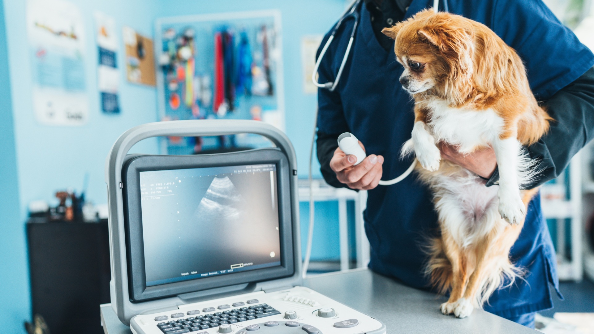 ultrasound (3) (1) Veterinarian performing an ultrasound on a dog in a clinic