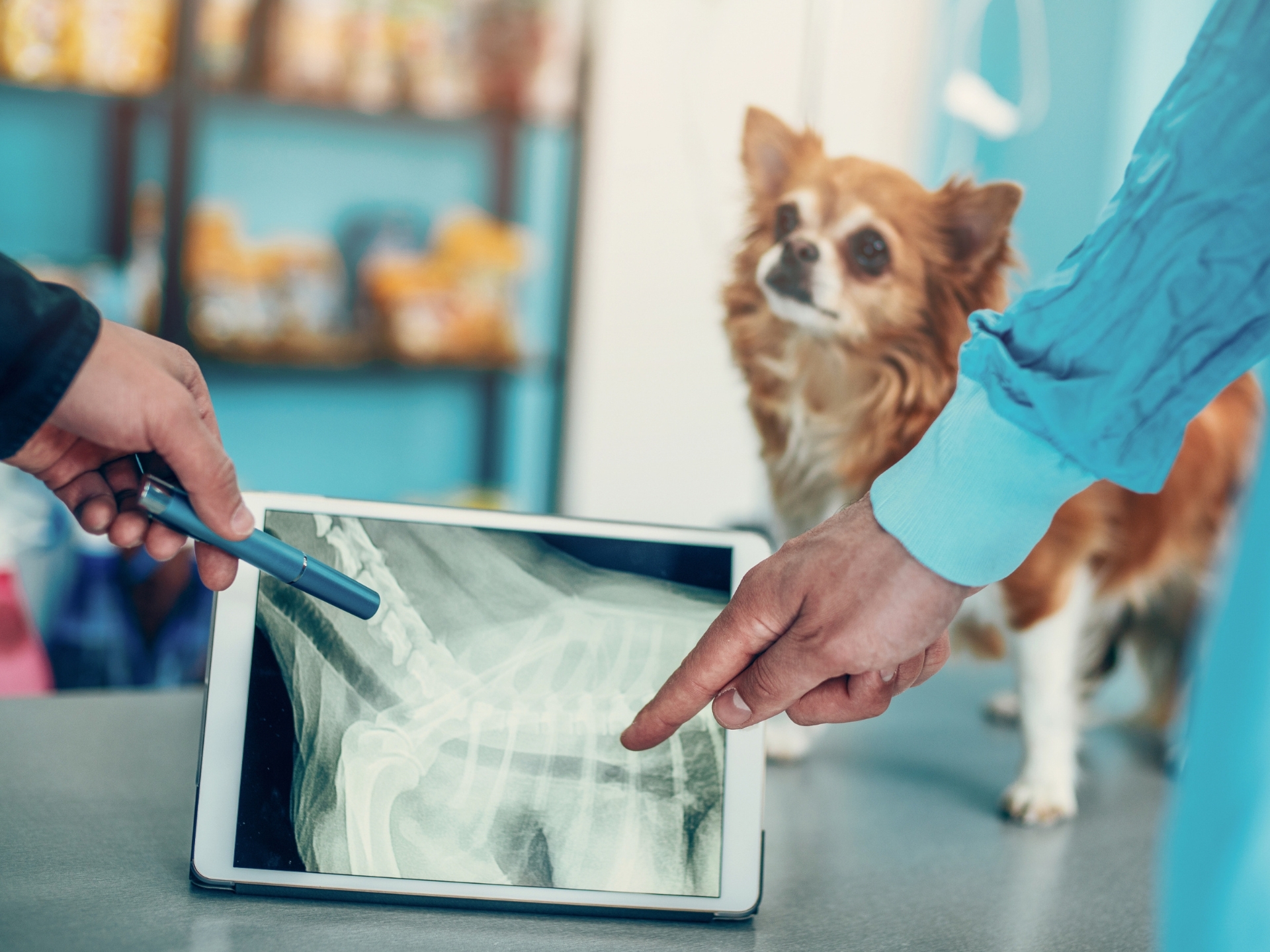 xray img Two veterinary professionals in blue lead aprons preparing a cat for an X-ray in a veterinary clinic